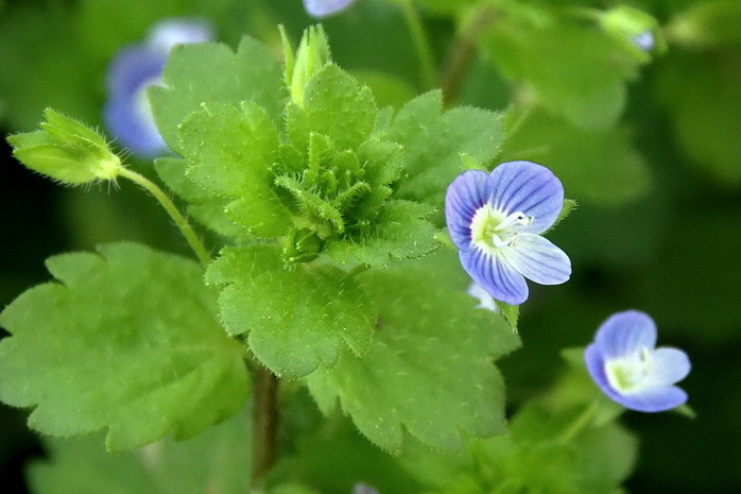 肾子草