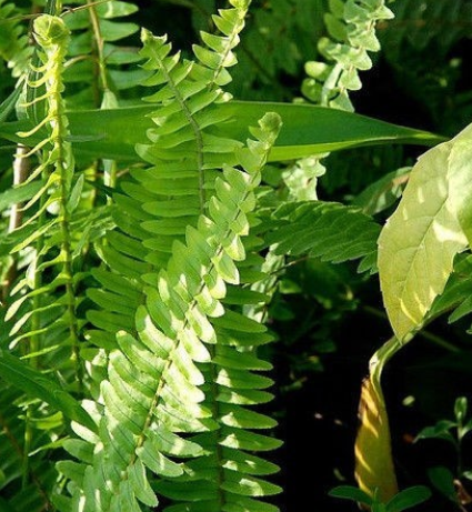 肾蕨