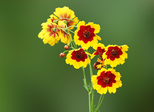 蛇目菊