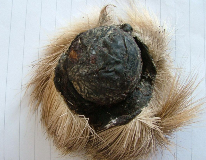 麝香壳
