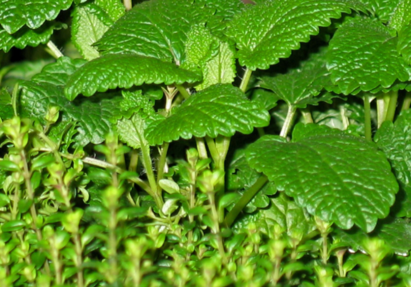 麝香草