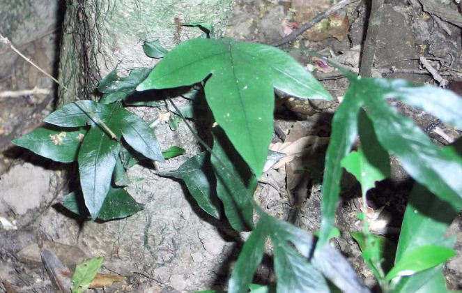 蛇眼草