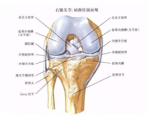 关节
