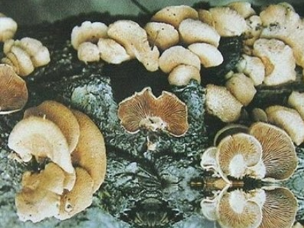 止血扇菇