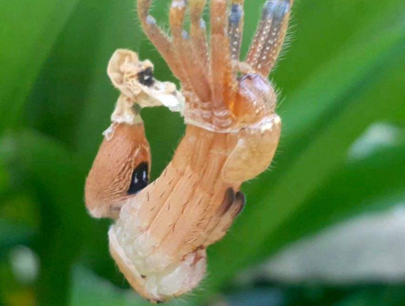 蜘蛛蜕壳