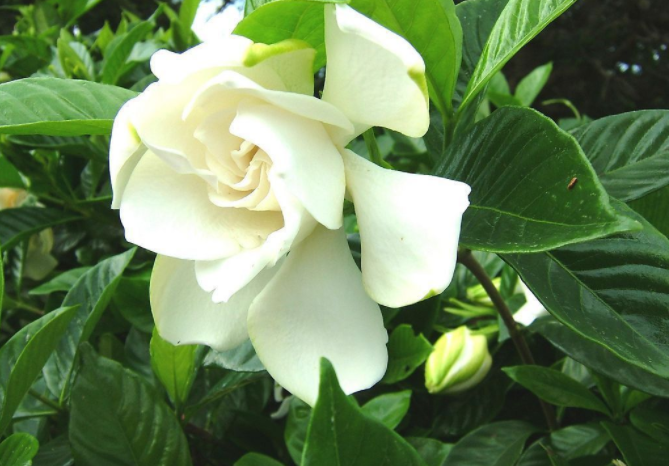 栀子花根