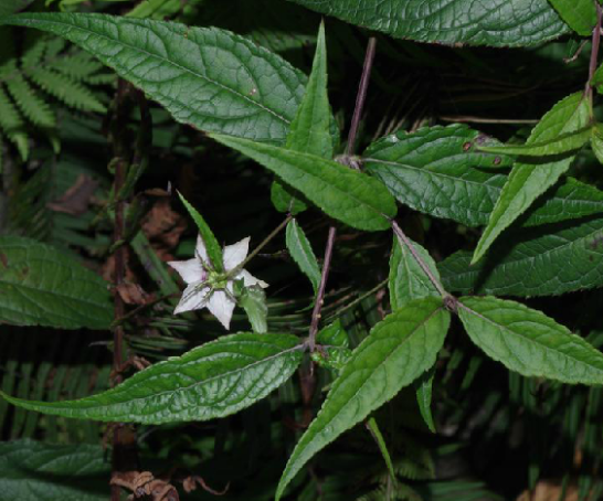 蜘蛛果茎叶