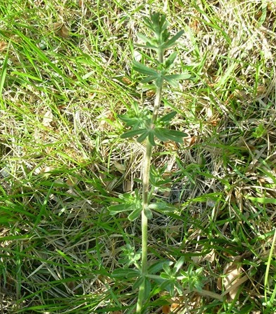 砧草