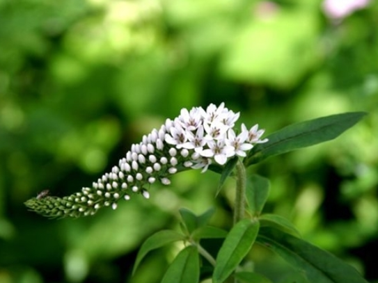 珍珠菜