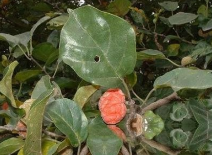 柘树茎叶