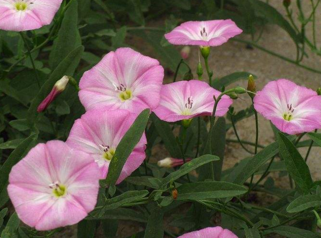 田旋花