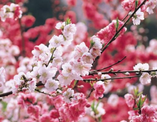 桃花