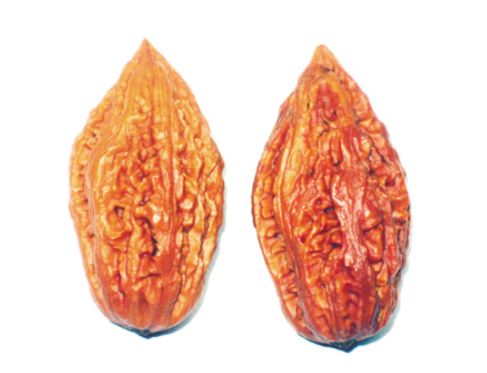 枣核