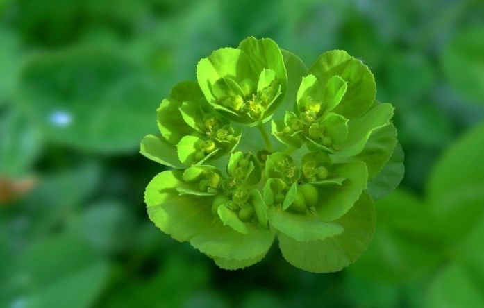 泽漆