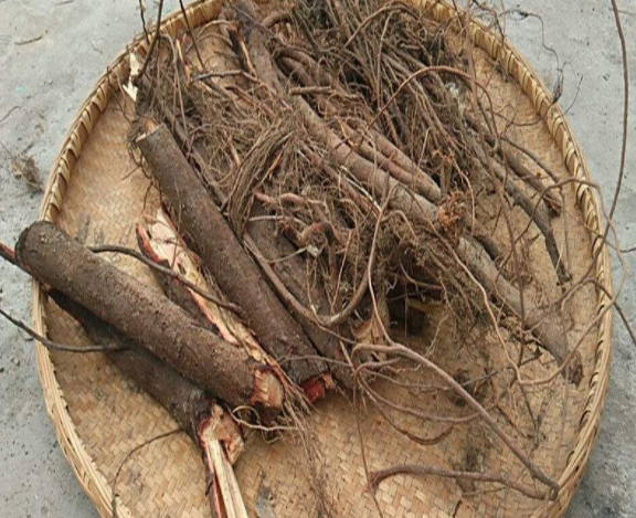 皂柳根