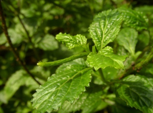 山马鞭草