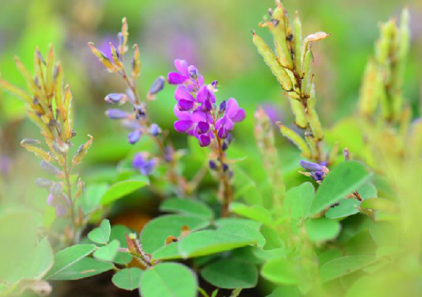 山花生