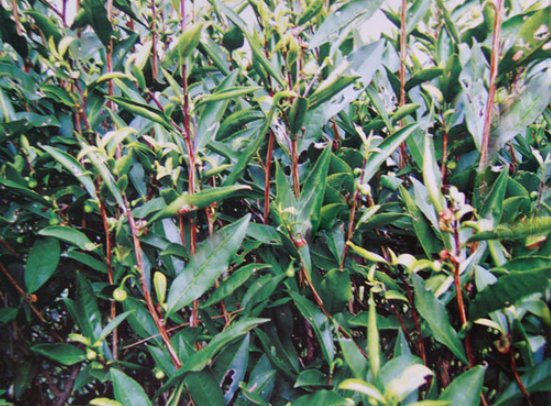 山黑柳