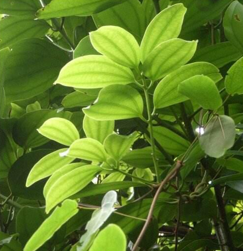 山桂皮