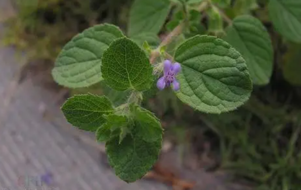 注射别称湿疹整死蛇,毛老虎《陆川本草,黄黄草