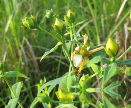 上山龙