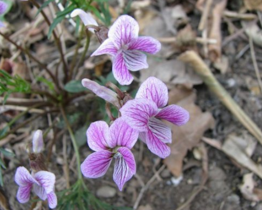 天山堇菜