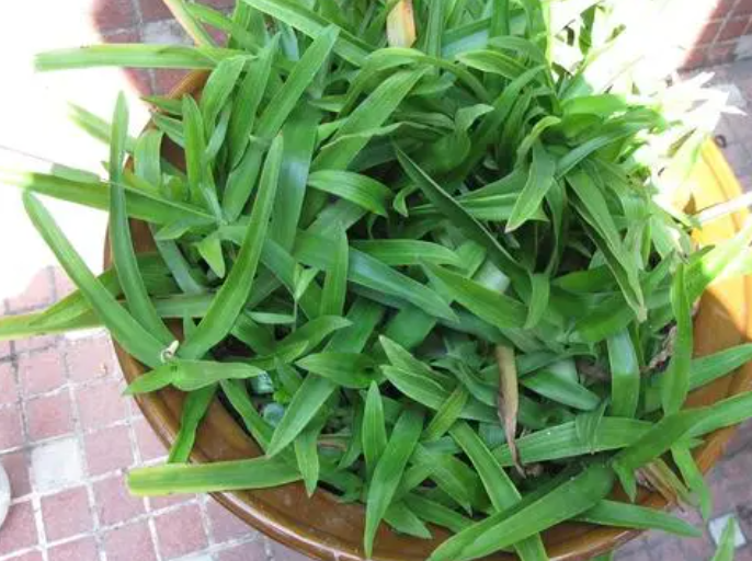 痰火草