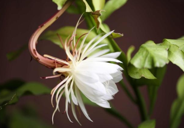 昙花茎