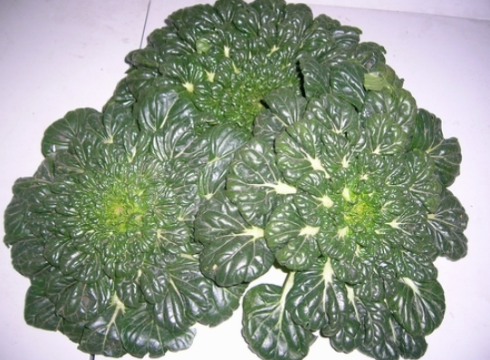 蹋菜