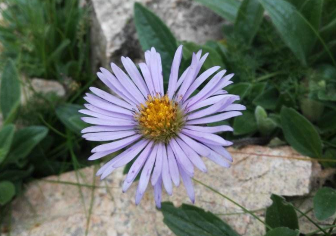 太白菊