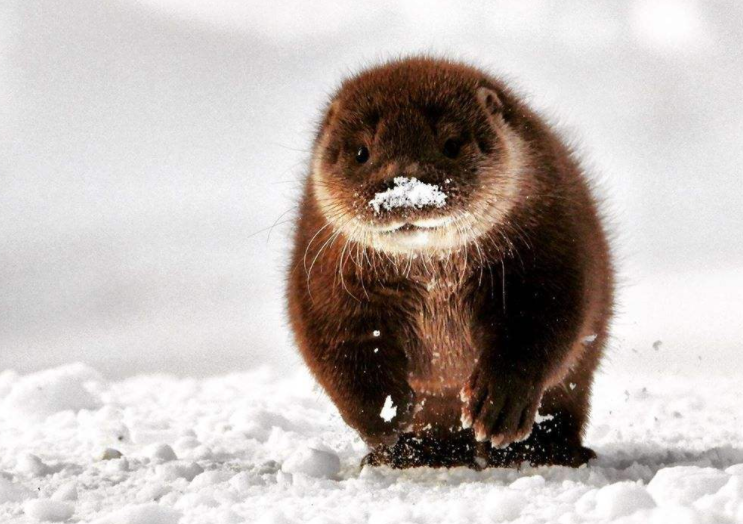 獭骨
