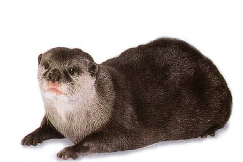 獭胆