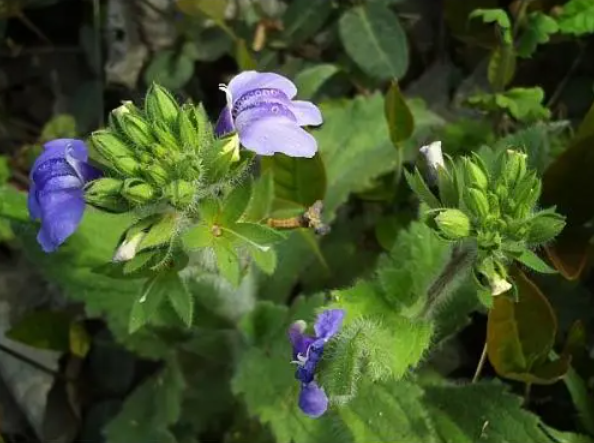 弹刀子菜