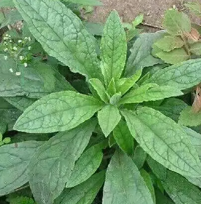 牙痈草