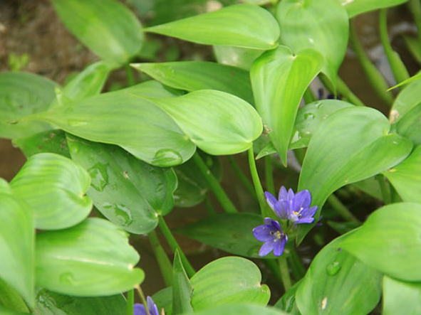 鸭舌草