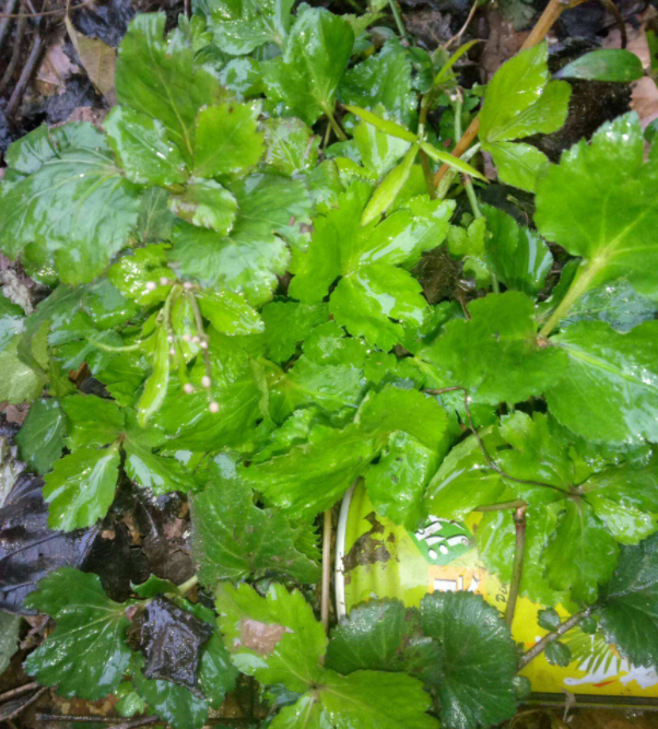 鸭儿芹根