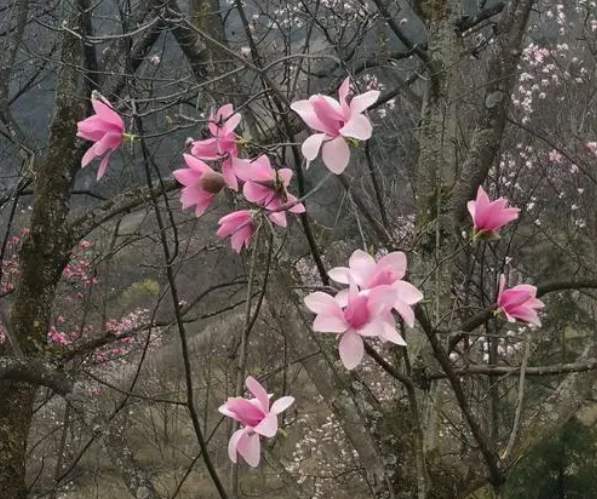 山辛夷
