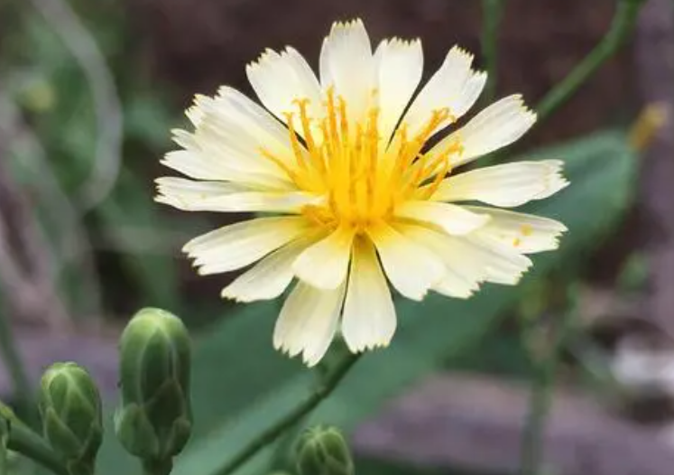 山莴苣