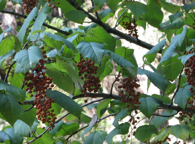 山桐子