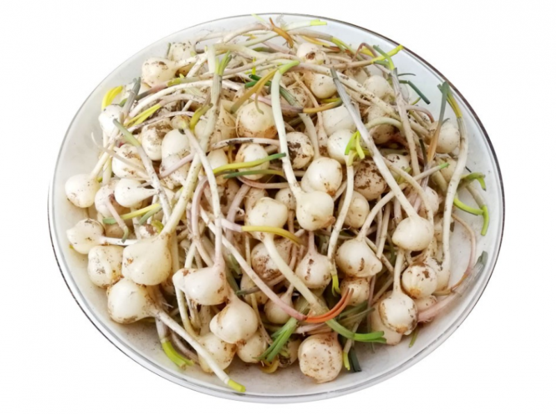 山蒜