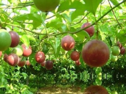 山香果