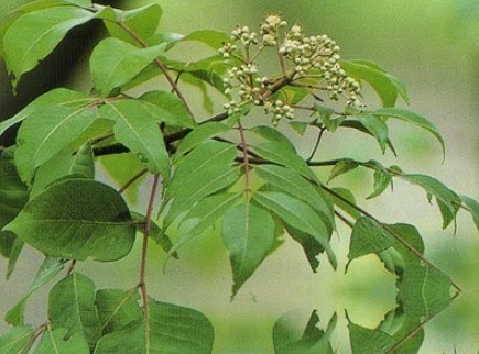 山吴萸