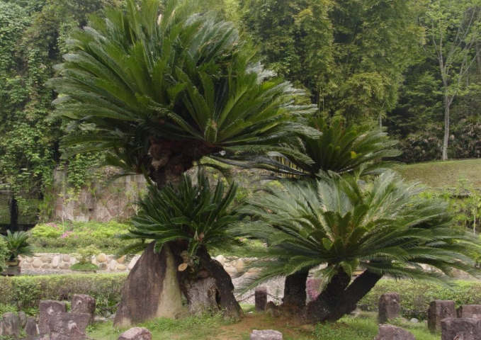 山铁树