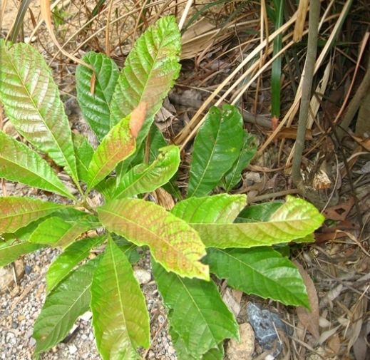 山檨叶泡花树