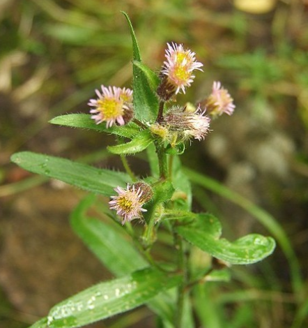 山柳菊