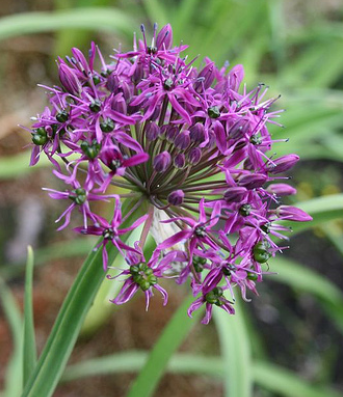 山韭菜