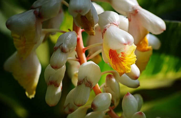山姜花