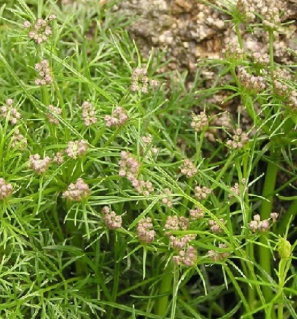 山茴芹