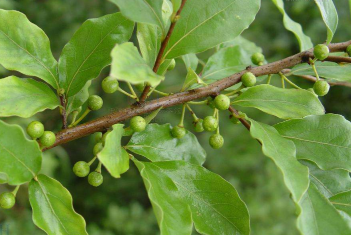 山胡椒叶