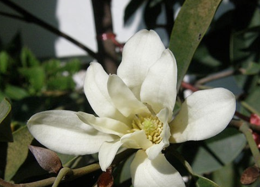 山桂花